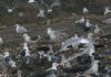 Caspian Gull at Hole Haven Creek (Steve Arlow) (74570 bytes)